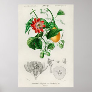 Vintage botaniska illustrationer poster