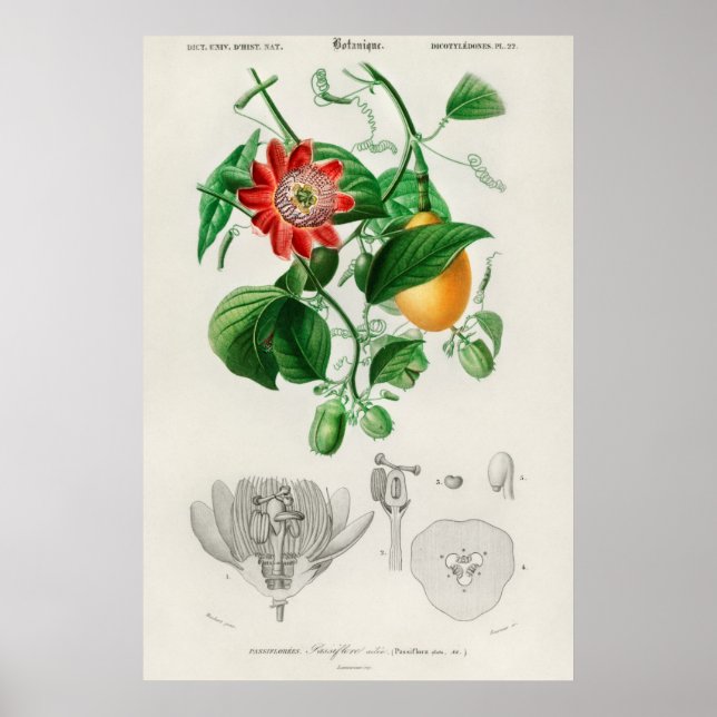 Vintage botaniska illustrationer poster (Framsidan)