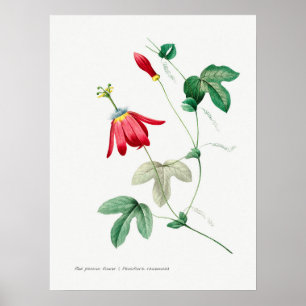 Vintage botaniska illustrationer poster