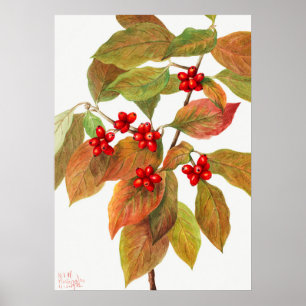 Vintage botaniska illustrationer poster