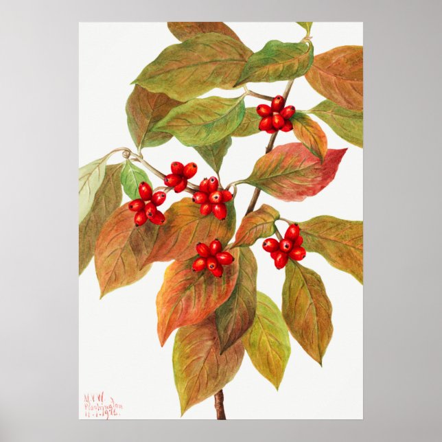 Vintage botaniska illustrationer poster (Framsidan)