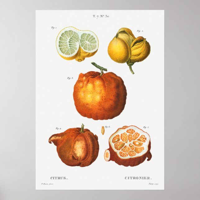 Vintage botaniska illustrationer poster (Framsidan)