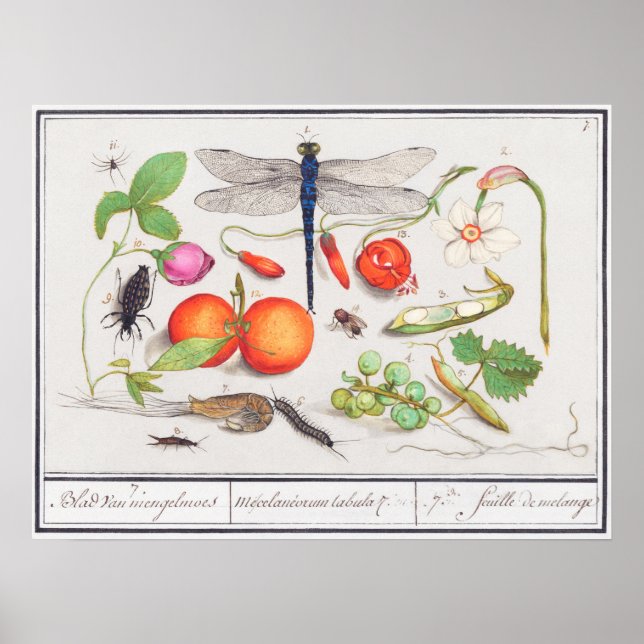 Vintage botaniska illustrationer poster (Framsidan)