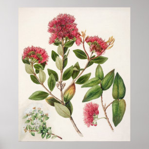 Vintage botaniska illustrationer poster