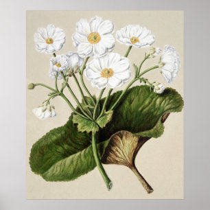 Vintage botaniska illustrationer poster