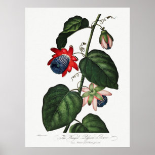 Vintage botaniska illustrationer poster