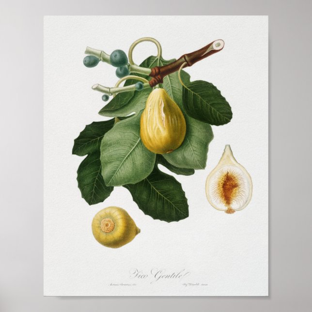Vintage botaniska illustrationer poster (Framsidan)
