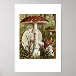 Vintage botaniska illustrationer poster