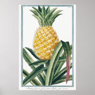 Vintage botaniska illustrationer poster