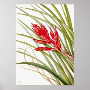 Vintage botaniska illustrationer poster