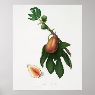 Vintage botaniska illustrationer poster
