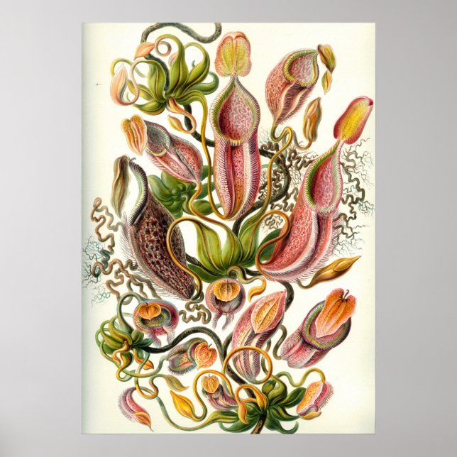 Vintage botaniska illustrationer poster (Framsidan)