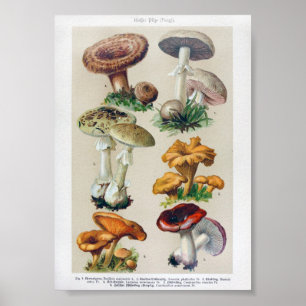 Vintage botaniska illustrationer poster