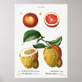 Vintage botaniska illustrationer poster
