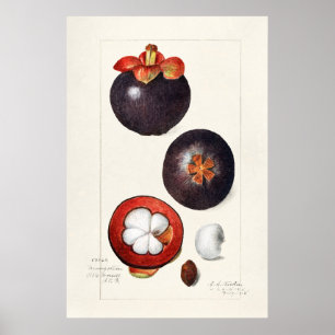 Vintage botaniska illustrationer poster