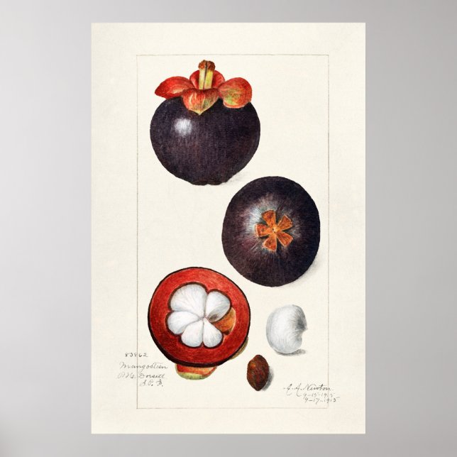 Vintage botaniska illustrationer poster (Framsidan)