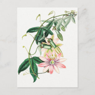 Vintage botaniska illustrationer vykort