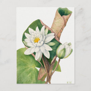 Vintage botaniska illustrationer vykort