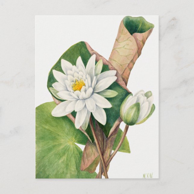 Vintage botaniska illustrationer vykort (Framsida)
