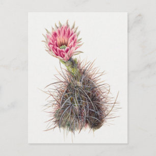 Vintage botaniska illustrationer vykort