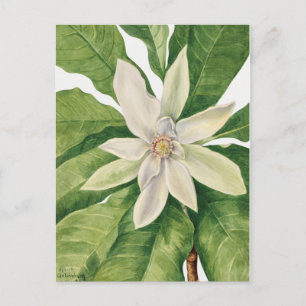 Vintage botaniska illustrationer vykort