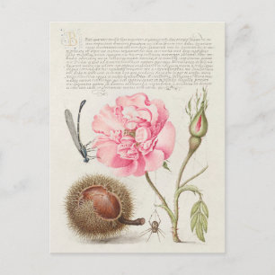 Vintage botaniska illustrationer vykort