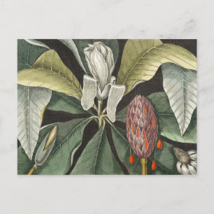Vintage botaniska illustrationer vykort