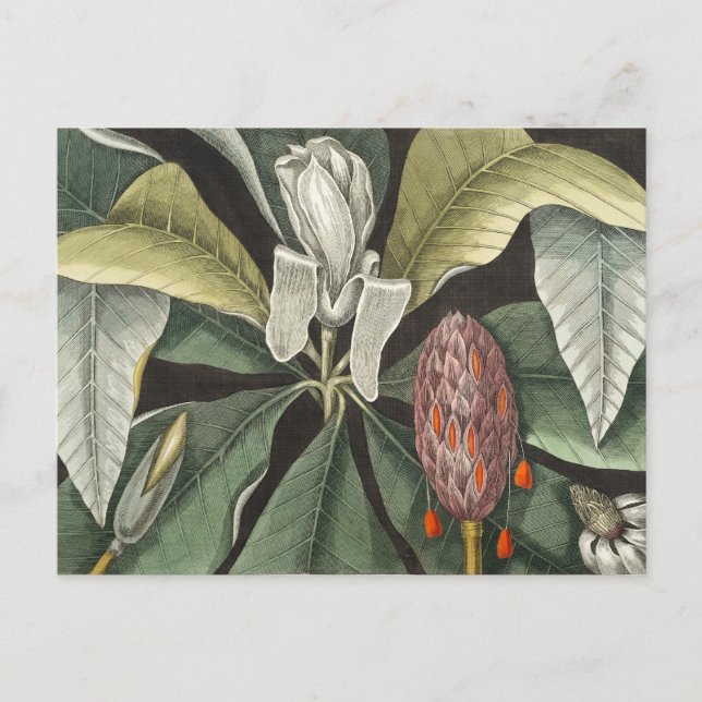Vintage botaniska illustrationer vykort (Framsida)