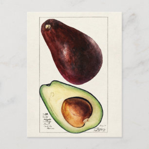 Vintage botaniska illustrationer vykort