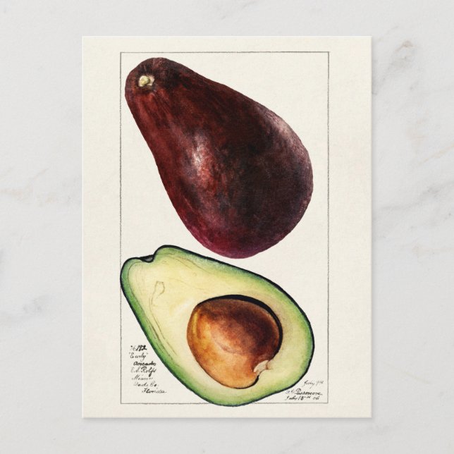 Vintage botaniska illustrationer vykort (Framsida)