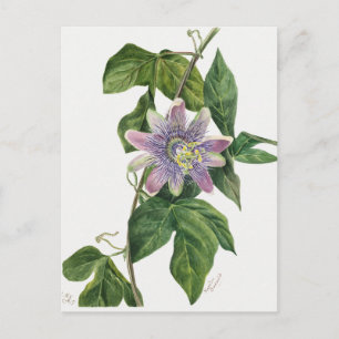 Vintage botaniska illustrationer vykort