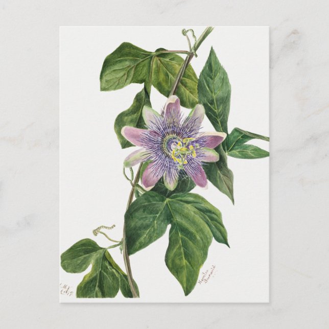 Vintage botaniska illustrationer vykort (Framsida)