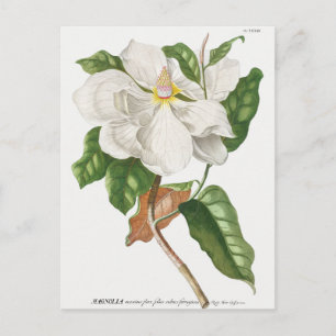 Vintage botaniska illustrationer vykort