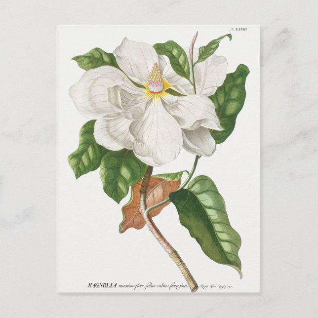 Vintage botaniska illustrationer vykort (Framsida)