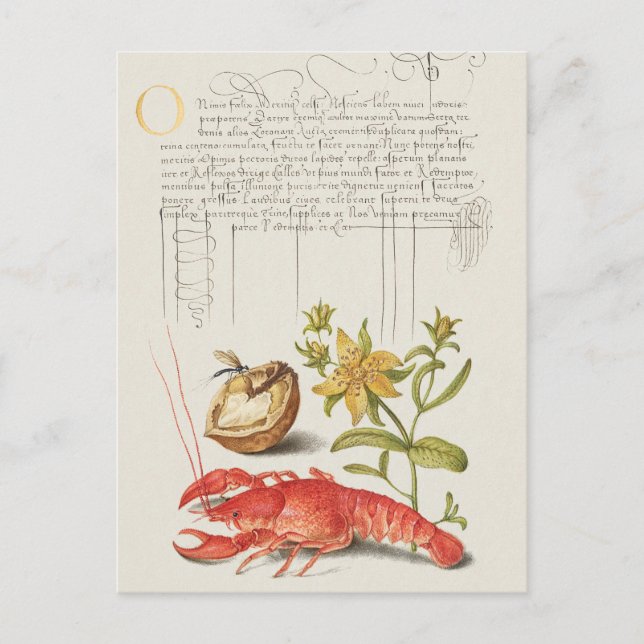 Vintage botaniska illustrationer vykort (Framsida)