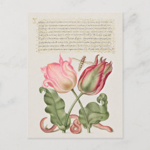 Vintage botaniska illustrationer vykort