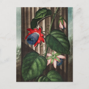 Vintage botaniska illustrationer vykort