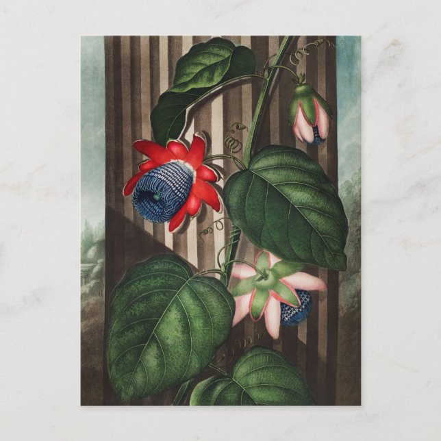 Vintage botaniska illustrationer vykort (Framsida)