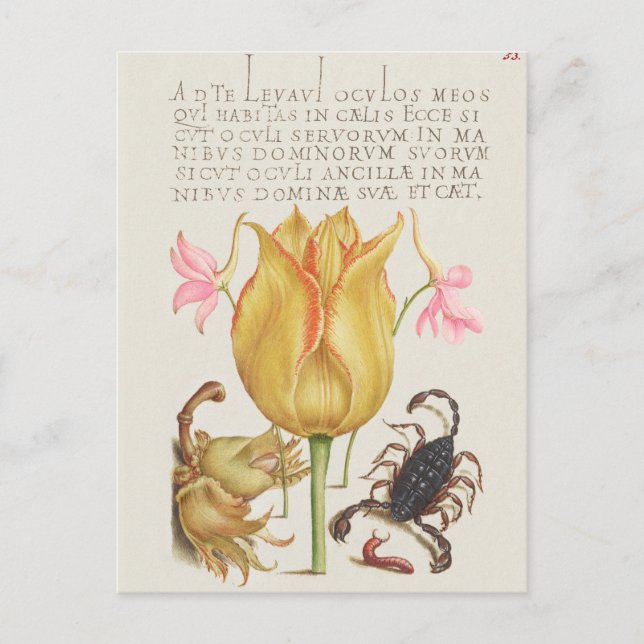 Vintage botaniska illustrationer vykort (Framsida)