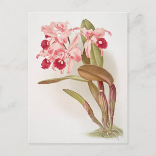 Vintage botaniska illustrationer vykort