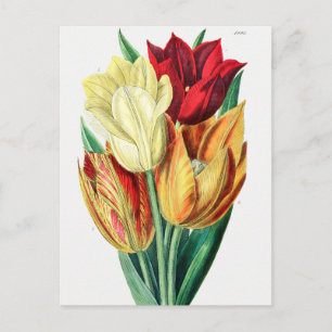 Vintage botaniska illustrationer vykort
