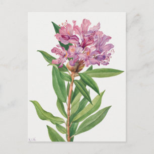 Vintage botaniska illustrationer vykort