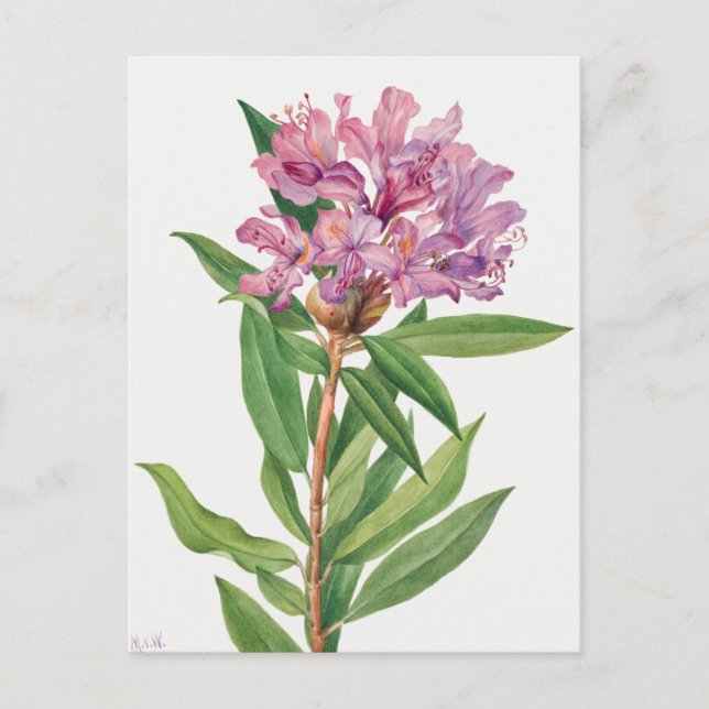 Vintage botaniska illustrationer vykort (Framsida)