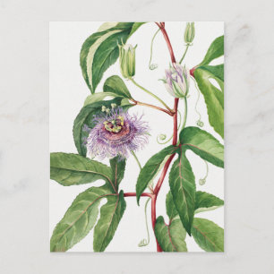 Vintage botaniska illustrationer vykort
