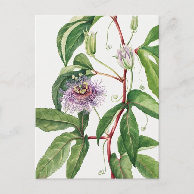 Vintage botaniska illustrationer vykort (Framsida)