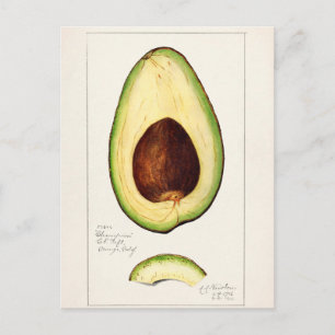 Vintage botaniska illustrationer vykort