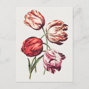 Vintage botaniska illustrationer vykort