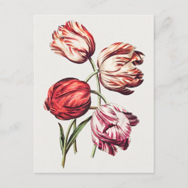 Vintage botaniska illustrationer vykort (Framsida)