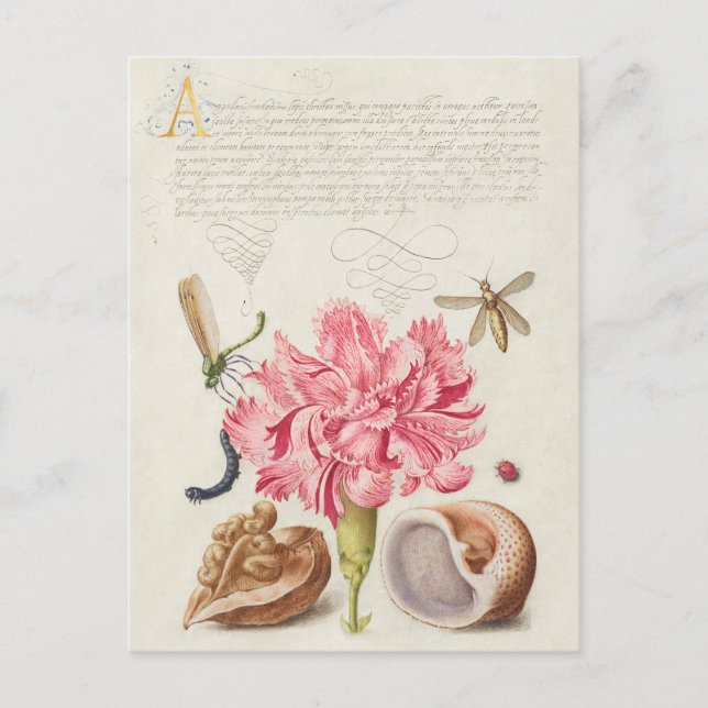 Vintage botaniska illustrationer vykort (Framsida)