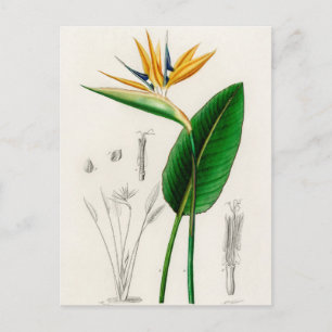 Vintage botaniska illustrationer vykort